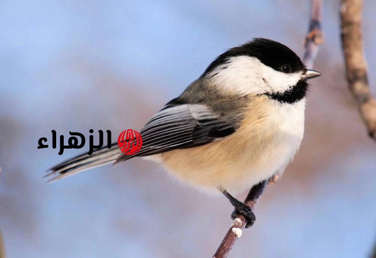 السر الذي حيّر العلماء.. كيف يعود هذا الطائر إلى نفس الشجرة كل عام؟