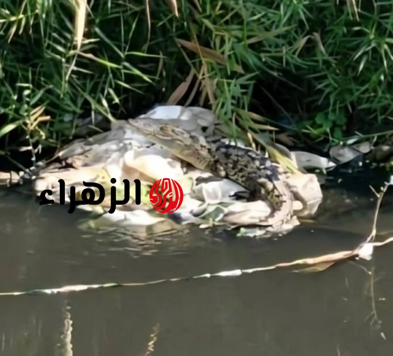 ذعر في شبين القناطر بعد ظهور تمساح وتحرك حكومي عاجل