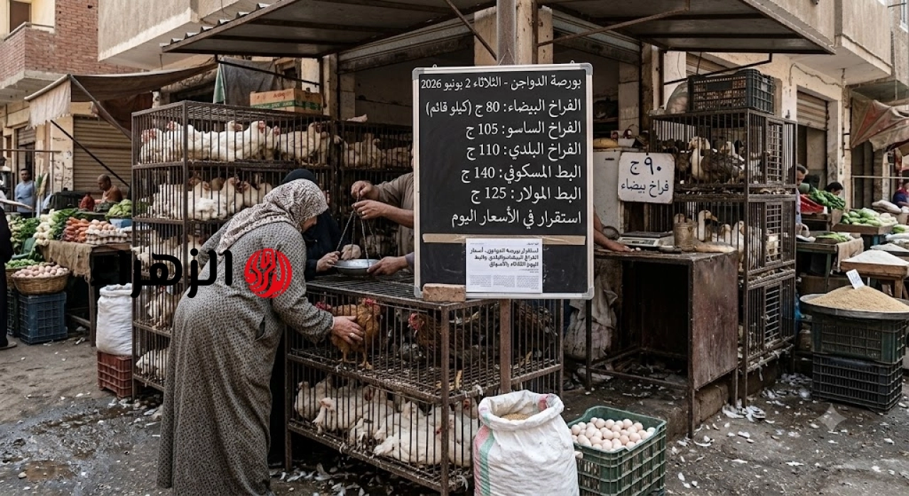 استقرار بورصة الدواجن.. أسعار الفراخ البيضاء والبلدي والبط اليوم الثلاثاء بالأسواق