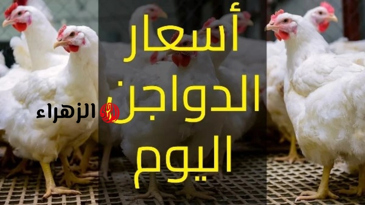 انخفاض جديد بالأسواق.. تفاصيل تراجع أسعار الدواجن والبيض اليوم الجمعة