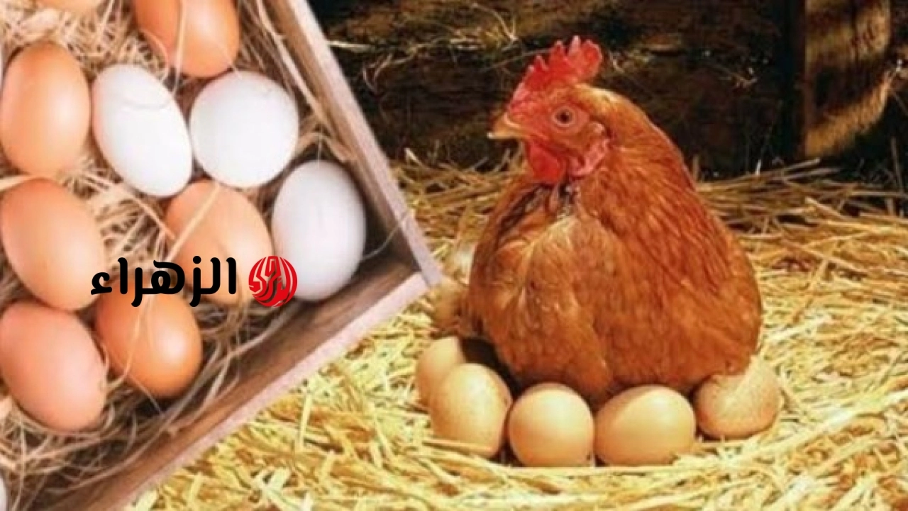 اتحاد الدواجن يعلن انخفاض سعر كرتونة البيض خمسين جنيهًا ويكشف تفاصيل الأسباب