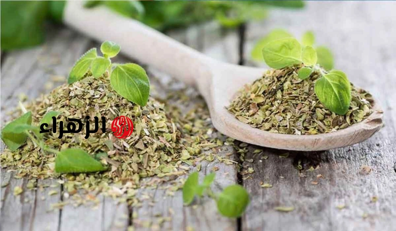البحوث الزراعية يعلن إجراءات جديدة لزيادة صادرات مصر من النباتات الطبية