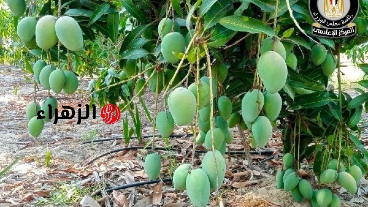 الحكومة المصرية تؤكد متابعة استخدام المواد الكيميائية في نضج الفاكهة وتوضح ضوابط الرقابة