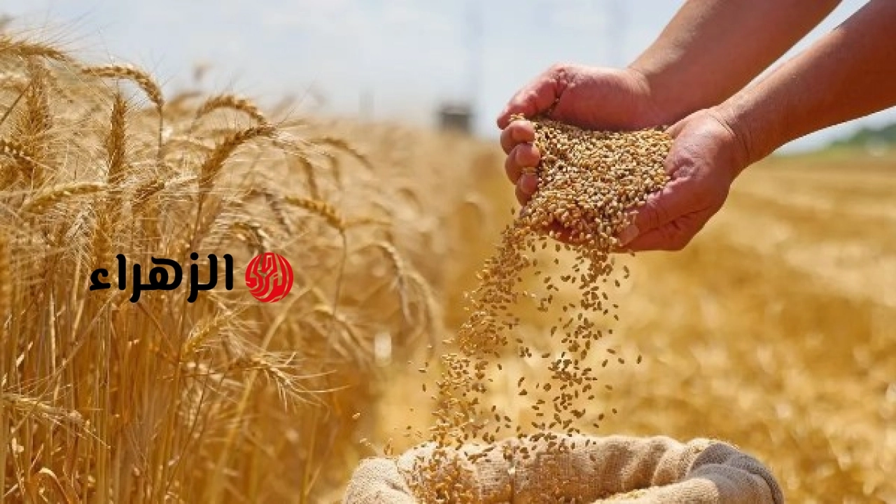 الحكومة تعلن ارتفاع رصيد القمح إلى 4.8 مليون طن بعد تسريع سداد مستحقات المزارعين