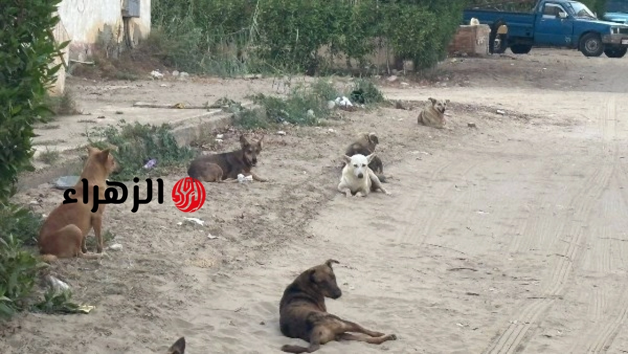 الحكومة تعلن خطة جديدة للتعامل مع الكلاب الضالة ووزارة الزراعة توضح تفاصيل الإجراءات