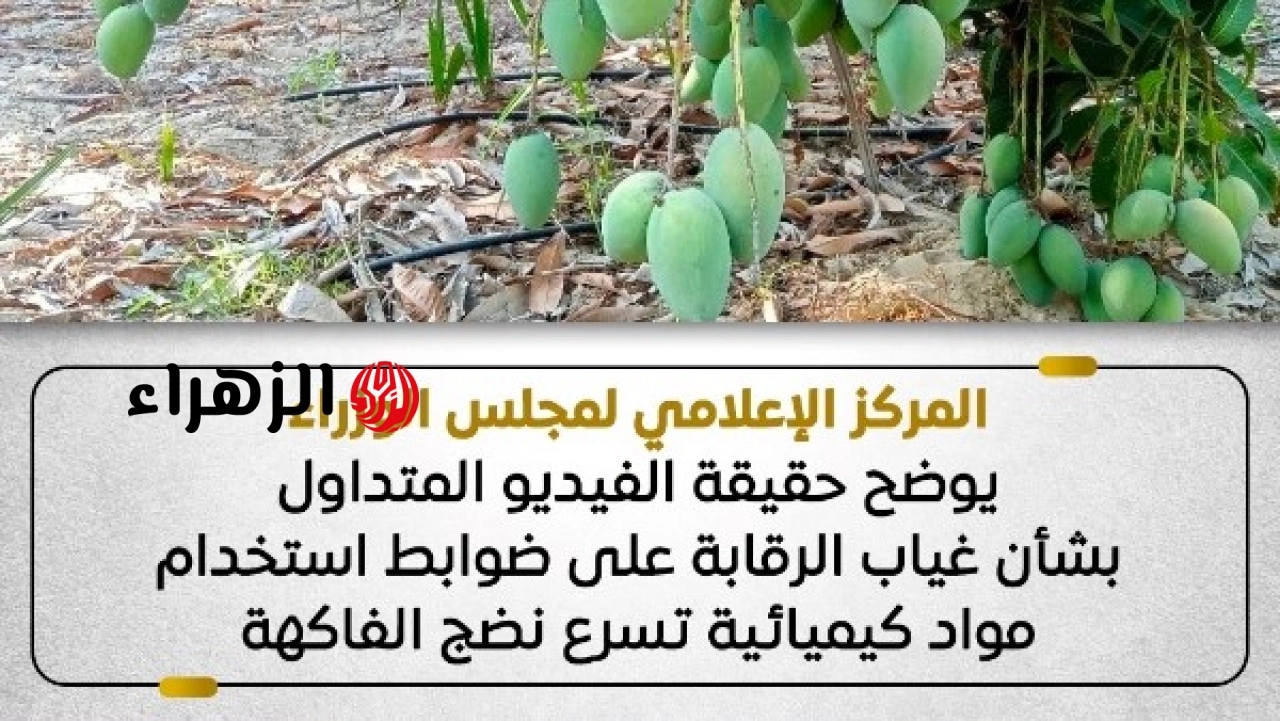 الزراعة تؤكد متابعة الرقابة على استخدام المواد الكيميائية في تسريع نضج الفاكهة