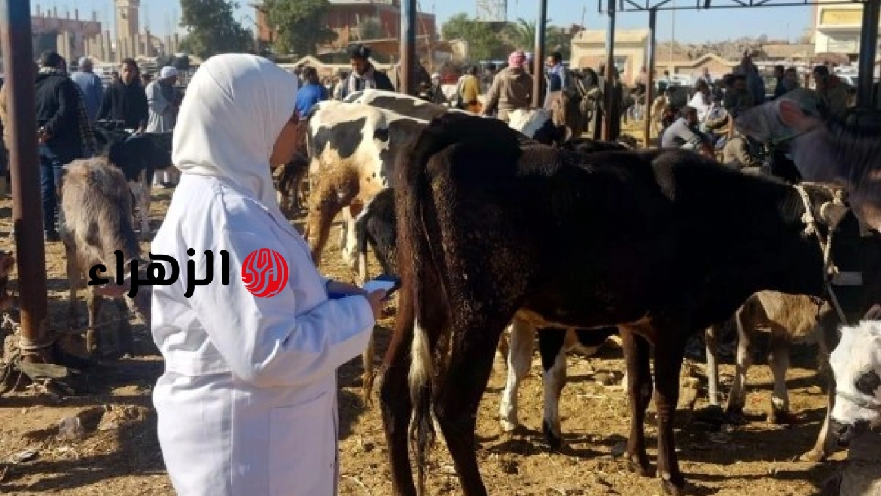 الزراعة تتابع أكثر من 86 ألف رأس أبقار لرصد الأمراض والوقاية ضمن خطة الرقابة الحيوانية