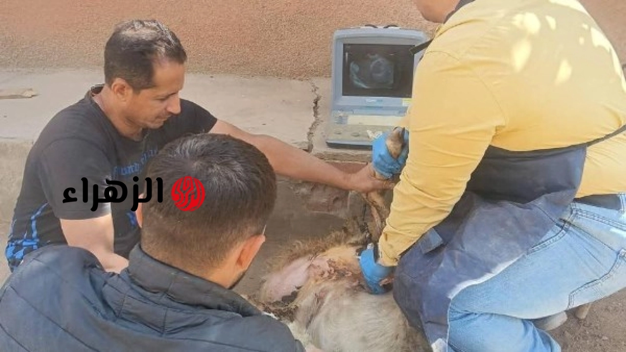 الزراعة تعلن تلقيح 38761 رأس ماشية وعلاج الآلاف خلال مايو