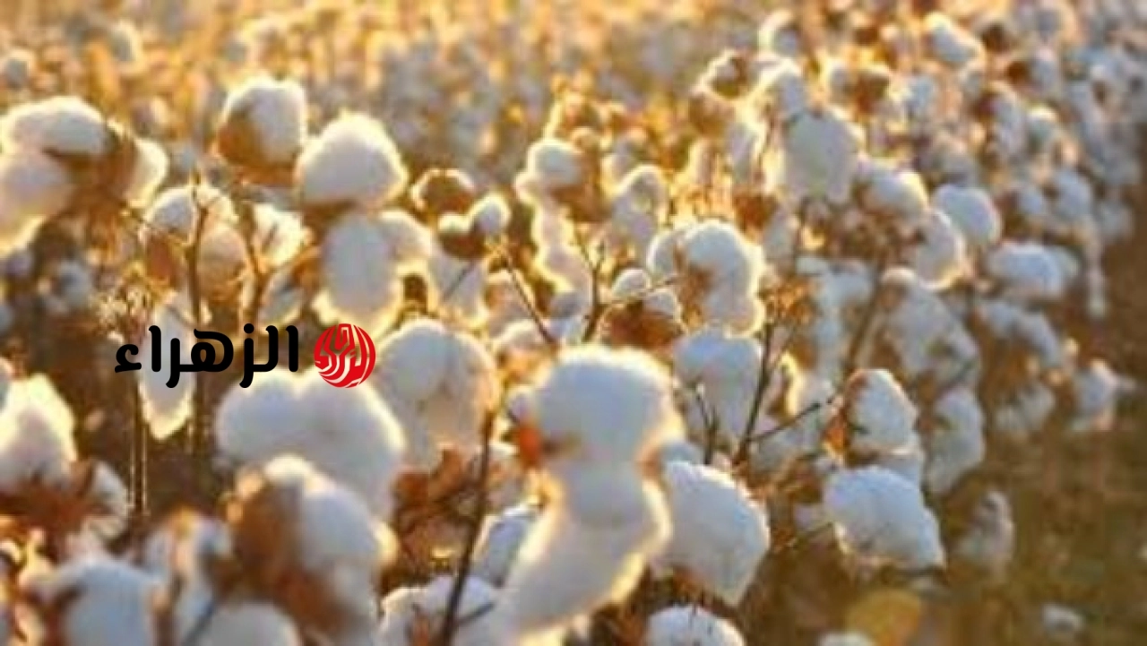 الزراعة تعلن ضوابط جديدة لحماية القطن المصري وتحظر استغلال الأصناف المميزة