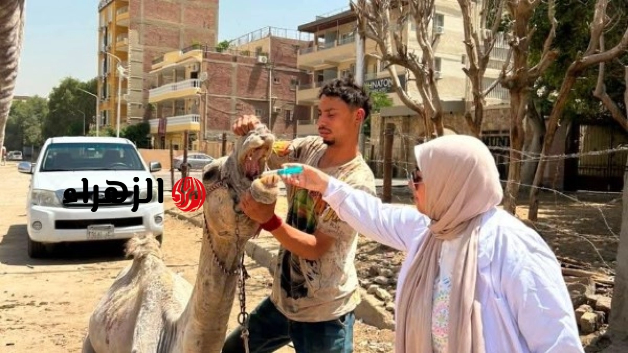الزراعة تنظم أكثر من 200 قافلة بيطرية مجانية بالمحافظات خلال شهر لخدمة المربين