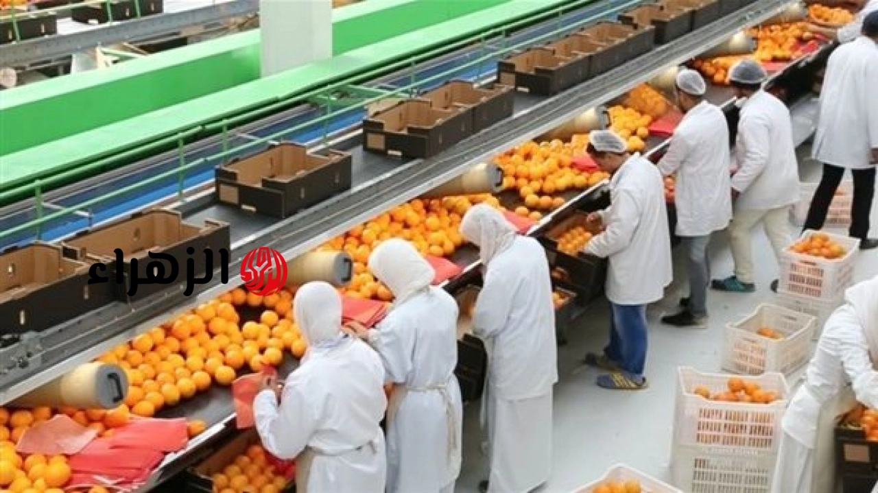 الصادرات الزراعية المصرية تتجاوز 5 ملايين طن وفتح 21 سوقًا عالميًا جديدًا وتصدر الموالح القائمة