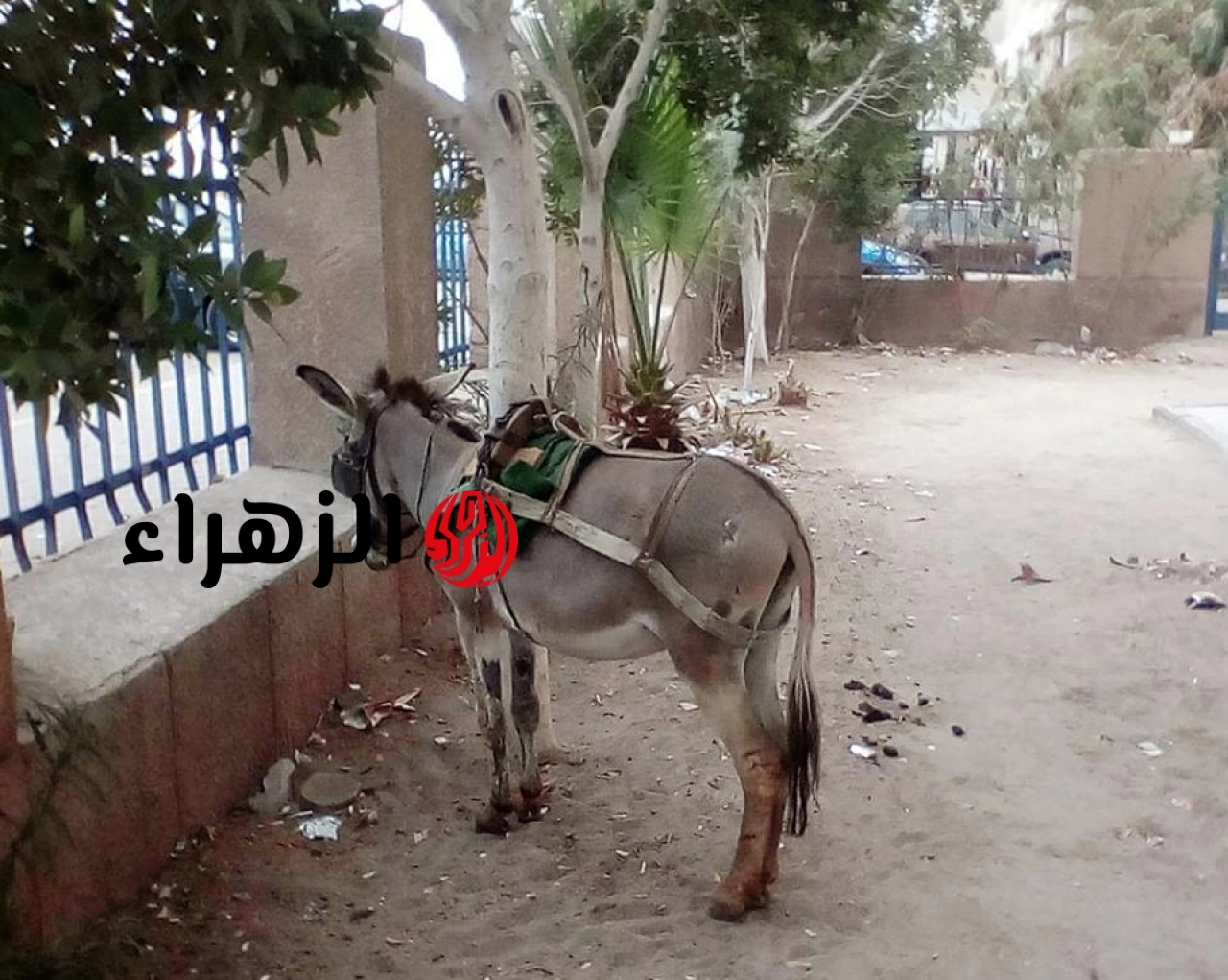 انخفاض أسعار الحمير في مصر يبدأ من 1000 جنيه والأسواق تشهد تراجعًا في الطلب
