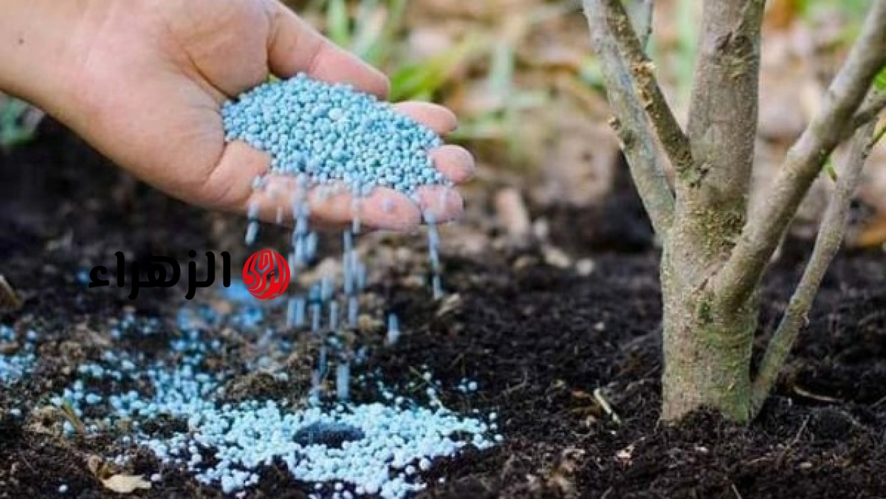 بدء طرح الأسمدة الحرة داخل الجمعيات الزراعية بسعر 1200 جنيه للشيكارة