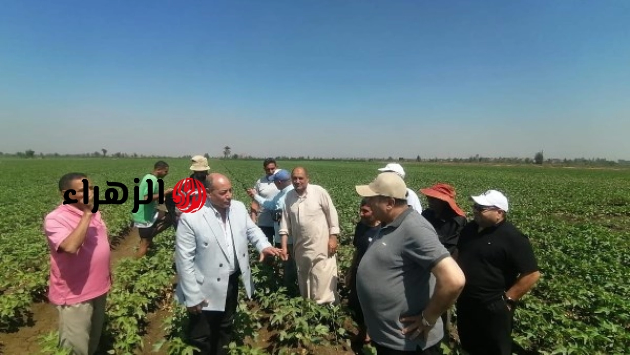 زراعة الدقهلية تعلن تحقيق 95 في المئة نسبة إنبات لمحصول القطن وخلوه من الإصابات هذا الموسم