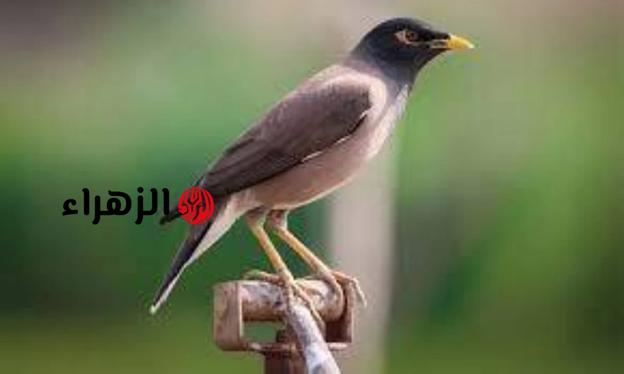 بلغوا عنه فوراً.. الحكومة توجه تحذيرا هاما للمواطنين بشأن طائر المينا الهندي