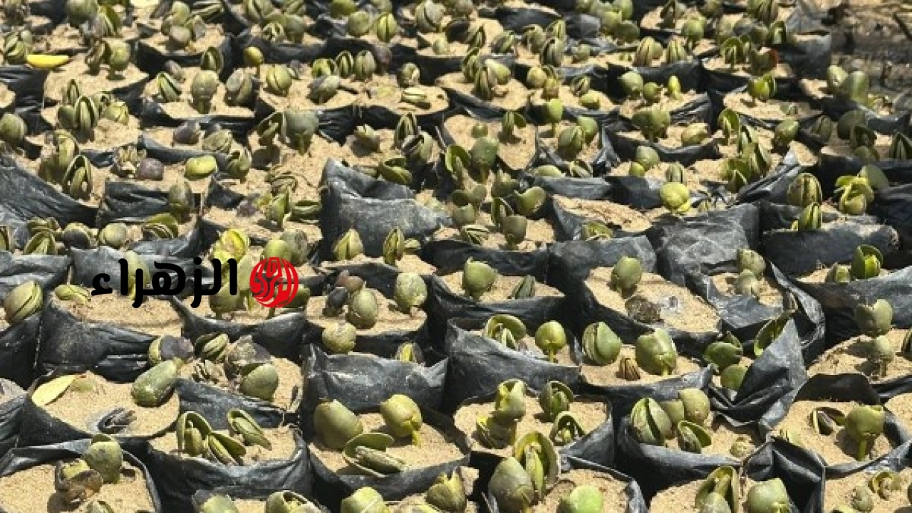 مشروع إقليمي لزراعة المانجروف ينطلق في البحر الأحمر لدعم الطيور المهاجرة