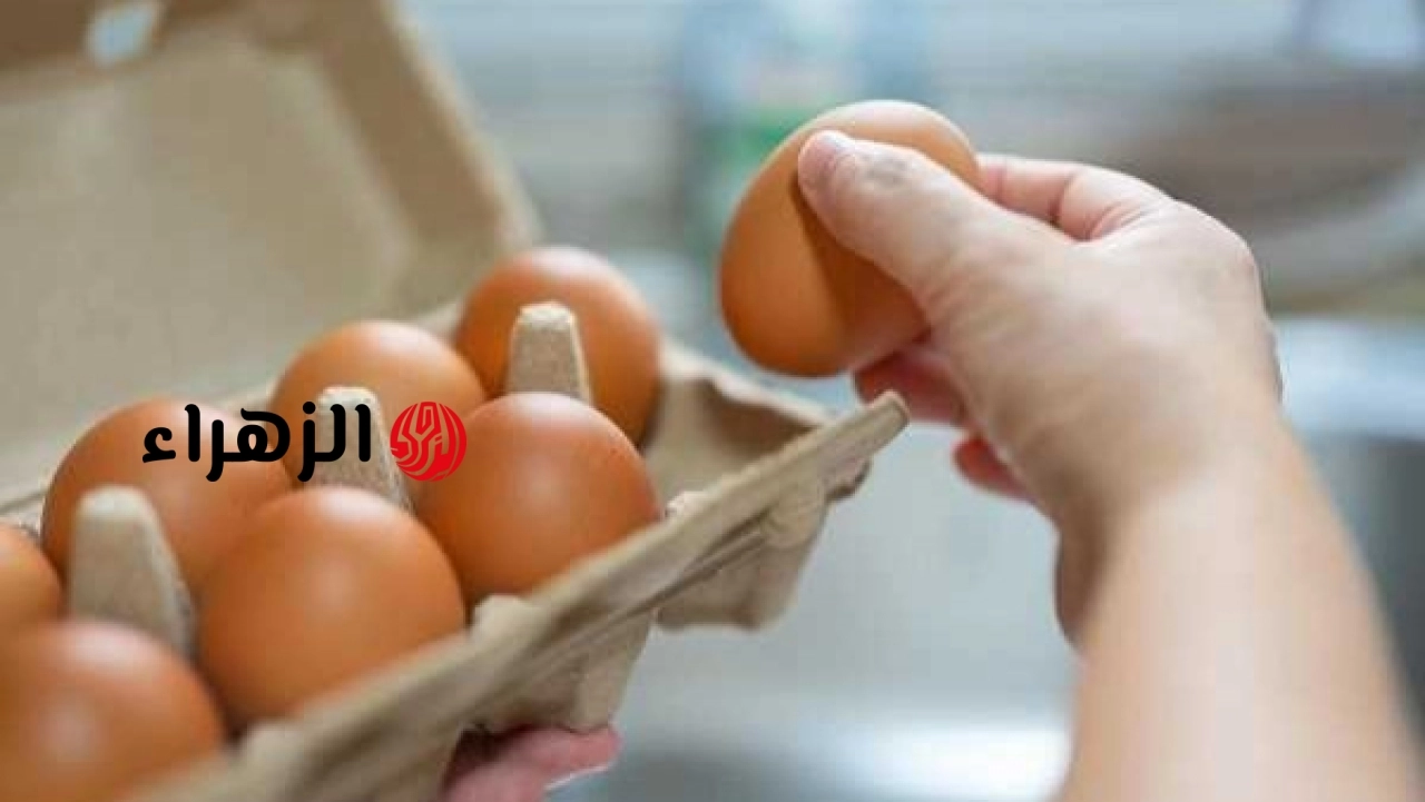 مصر تبدأ تصدير البيض البودرة إلى الخارج والأردن يتصدر قائمة المستوردين