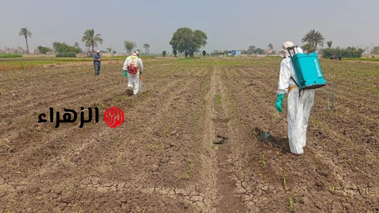 وزارة الزراعة تطلق حملة استباقية لمكافحة الآفات وحماية المحاصيل الزراعية في المحافظات
