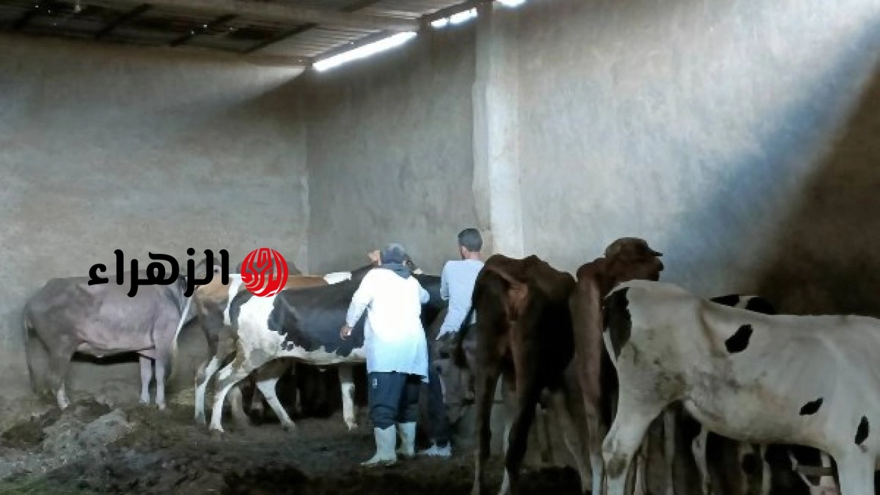 وزارة الزراعة تعلن توزيع 8 ملايين جرعة تحصين لتعزيز إنتاجية الثروة الحيوانية في القرى والمراكز