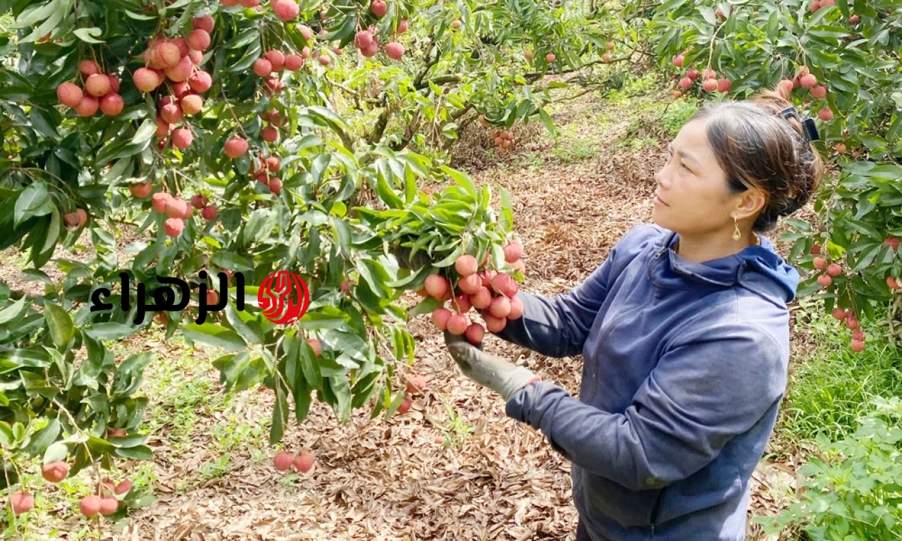 لا يزال المؤشر الجغرافي “Luc Ngan Lychee” ساري المفعول للحماية في 3 أقاليم.
