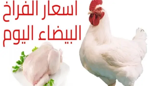 انخفاض جديد في سعر الدواجن والبانيه اليوم 18يوليو2026 بكام الكيلو 3 سعر كيلو الدواجن