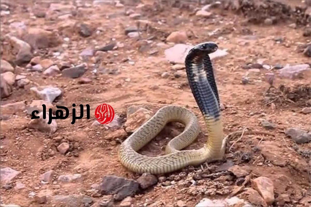 بسبب الحرارة والزحف العمراني.. لماذا تخرج الثعابين إلى الشوارع والمنازل مؤخراً؟