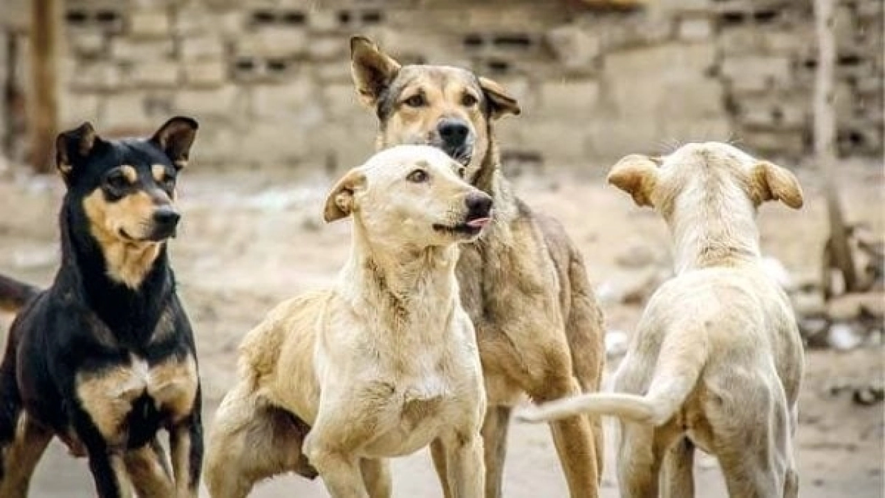 إنشاء شلتر مركزى للكلاب الضالة وافتتاحه خلال أسبوعين