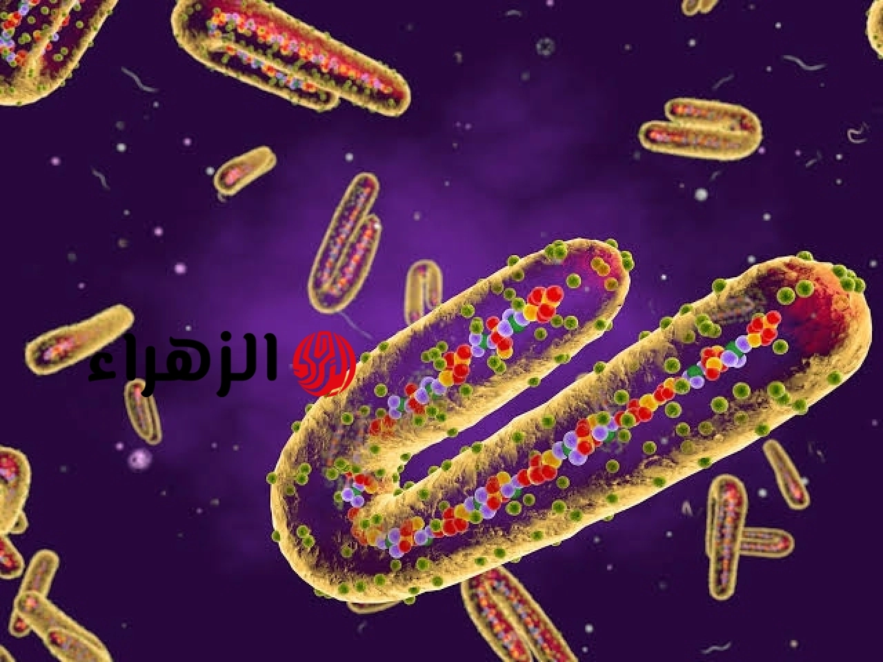 بلا علاج أو لقاح.. فيروس نادر يثير القلق ويدفع الهند لتكثيف الترصد الوبائي