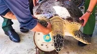 تكريماً لجيل المبتكرين في مجال الذكاء الاصطناعي الذين سيستخدمون المعرفة العالمية لحل مشاكل العالم الحقيقي في فيتنام بحلول عام 2026. 7 أطلقوا سراح السلحفاة البحرية، التي يزيد وزنها عن 50 كيلوغراماً، وأعيدوها إلى البحر.