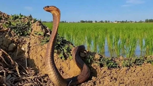 هل انخفاض مياه النيل وراء غزو الثعابين لمصر خبراء يكشفون الحقيقة وأسباب الظاهرة المثيرة 2 غزو الثعابين لمصر